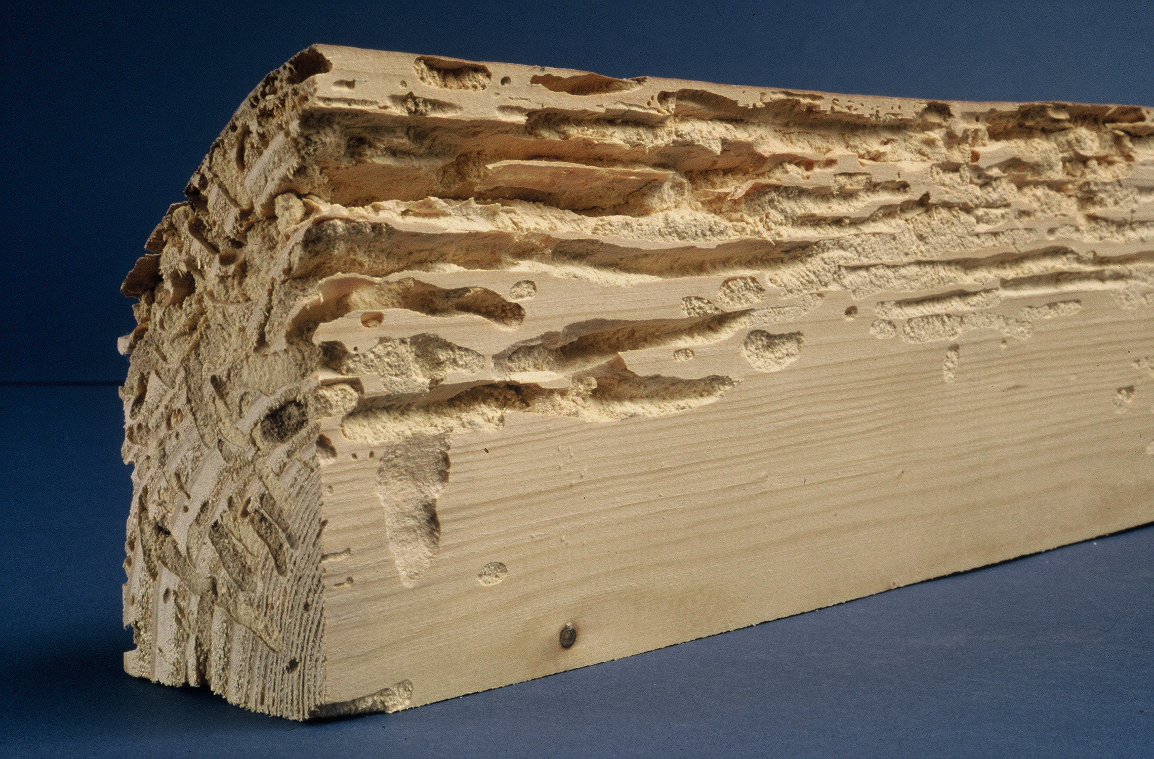 Traitement de charpente, bois à La Rochelle